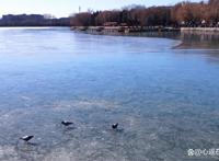 东风吹散梅梢雪，一夜挽回天下春