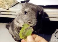 宫崎骏动画片里的龙猫真实存在，呆萌可爱还很聪明，要不要养？