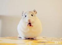 宫崎骏动画片里的龙猫真实存在，呆萌可爱还很聪明，要不要养？