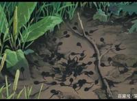 龙猫，陪伴长大的治愈系动漫，找回童年乐趣