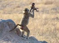 原来动画是真的！摄影师意外拍到狮子王经典场景，这孩子是辛巴吗