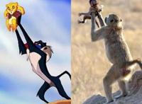 原来动画是真的！摄影师意外拍到狮子王经典场景，这孩子是辛巴吗