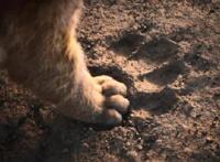 再品真人版《狮子王》：终究学会长大，终究懂得面对