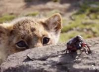 别说《狮子王》毁经典了！它的CG特效真的很牛逼，全片仅一处实拍