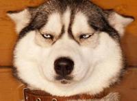 《文豪与炼金术师》又一部文豪做主角的动漫，太宰治再次领衔主演