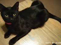 二次元碰撞三次元，动漫萌宠来袭！快来用“照妖镜”看看原型吧！