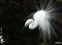 等了一整年，压轴大戏它来了