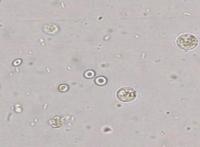 细胞如何运转？漫画电影工作细胞科普，医生告诉你细胞运行真相