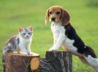 细胞如何运转？漫画电影工作细胞科普，医生告诉你细胞运行真相