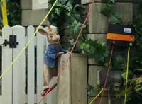 《比得兔》——兔子可爱，但故事三观奇葩