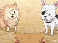 《织田肉桂信长》：古代大将军都转生成了狗子？这脑洞真大！