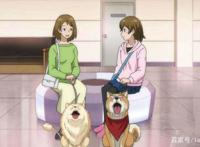 织田肉桂信长：夏天限定新造型，查理变身贵妃，肉桂与狗友开车