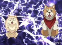 织田肉桂信长：夏天限定新造型，查理变身贵妃，肉桂与狗友开车