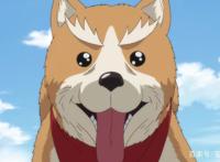 没想到来世居然转世成了小狗，这部动漫最棒的亮点竟然是花絮