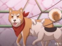 战国武将重生变汪星人，这部爆笑的动漫不容错过