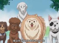 织田肉桂信长：大将军转世成狗，难以抵挡少女的投喂