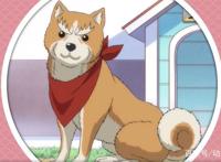 《织田肉桂信长》：一月新番，战国武将转生萌宠？