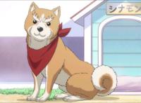 推荐动漫，一只不同寻常的柴犬？关于《织田肉桂信长》