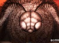 没有了老虚的魔法少女依旧很刀啊（魔法纪录最终季评析）