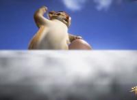 斗罗大陆：高级魂师大赛现场惊现大松鼠，致敬《冰川时代》？