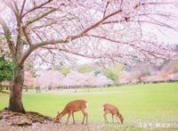 请查收！2019超详细日本旅游攻略干货篇！