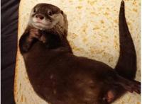 日本吉祥物被废，引发全球众怒，背后却藏着大大的心机