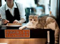 猫主子也开始玩cos了？千与千寻、星球大战、美女与野兽…画风太清奇！