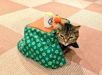 猫主子也开始玩cos了？千与千寻、星球大战、美女与野兽…画风太清奇！