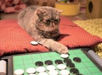 猫主子也开始玩cos了？千与千寻、星球大战、美女与野兽…画风太清奇！