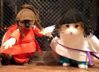 猫主子也开始玩cos了？千与千寻、星球大战、美女与野兽…画风太清奇！