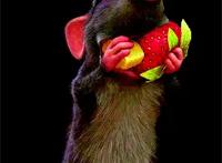 美食大碰撞！动画里谁是顶级厨师？现实中被外人看扁的中餐文化