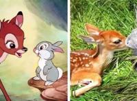 动漫中的场景都是真实的？功夫熊猫神还原，穿靴子的猫太萌了