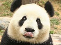 歪果仁有多喜欢咱们的熊猫？看看这六部动漫就明白了