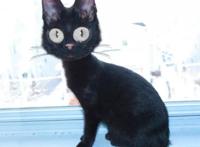 吉卜力动画角色写实化，龙猫长相诡异，红猪成历史书人物