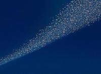 宫崎骏的《红猪》解读，一个中年人的世界，隐藏的彩蛋太多！