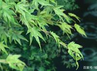 《言叶之庭》成功在哪里？新海诚：再玻璃心的人都可以放心看