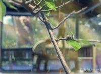 言叶之庭，一部适合反复欣赏的动漫