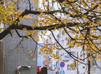 东京新宿御苑打卡动漫《言叶之庭》同款视角