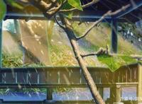 动漫《言叶之庭》，一个凡人与凡人萍水相逢，简单平实的故事