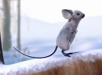 奥斯卡获奖动画《狐狸与老鼠的故事》为你讲述一种摆脱本能的情感