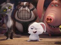 爱宠大机密：好一只傲娇的‘坏’兔子，真是让人欲罢不能