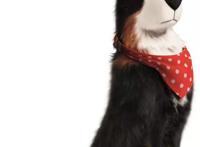 《爱宠大机密2》全网萌力上线，中文配音“笑果”不断