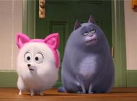 《爱宠大机密2》发新预告啾啾变身“傲娇猫咪”