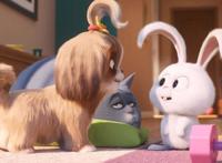 《爱宠大机密2》：“西施犬”黛西新鲜加盟，吐槽能量爆棚