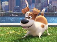 《爱宠大机密》：怎能用一个“萌”字来概括