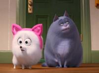 《爱宠大机密2》“萌宠”担当绝对主角，挺身救小主人