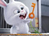 《爱宠大机密》：小白兔的反差萌，告诉大家什么是小动物大智慧