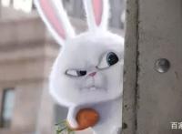 《爱宠大机密》萌得让电影本身失去存在感