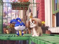 电影《爱宠大机密2》西施犬黛西新鲜加“萌”