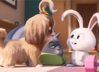 电影《爱宠大机密2》西施犬黛西新鲜加“萌”